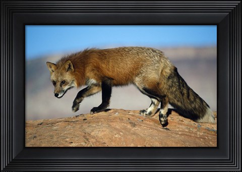 Framed Red Fox On Hilltop Print