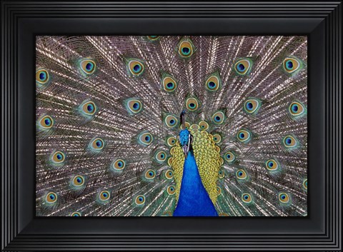 Framed Peacock bird displaying feathers, portrait. Print