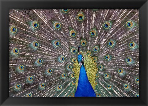 Framed Peacock bird displaying feathers, portrait. Print