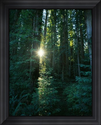 Framed Low angle view of sunstar through redwood trees, Jedediah Smith Redwoods State Park, California, USA. Print