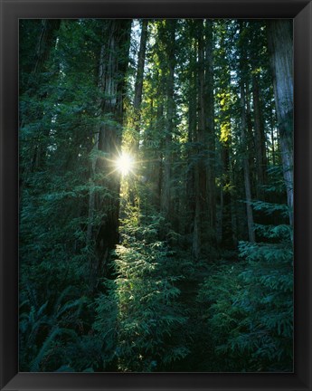 Framed Low angle view of sunstar through redwood trees, Jedediah Smith Redwoods State Park, California, USA. Print