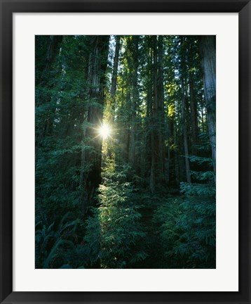 Framed Low angle view of sunstar through redwood trees, Jedediah Smith Redwoods State Park, California, USA. Print