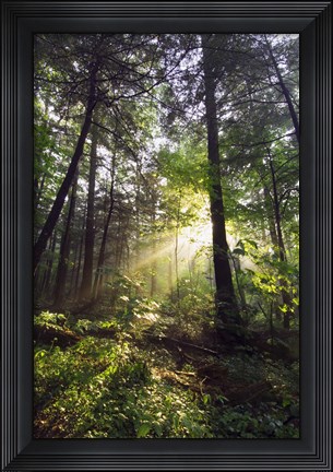 Framed Sunbeams in dense forest, Great Smoky Mountains National Park, Tennessee, USA. Print