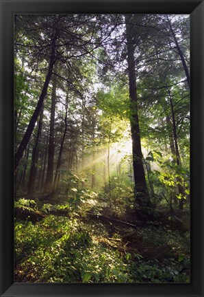Framed Sunbeams in dense forest, Great Smoky Mountains National Park, Tennessee, USA. Print