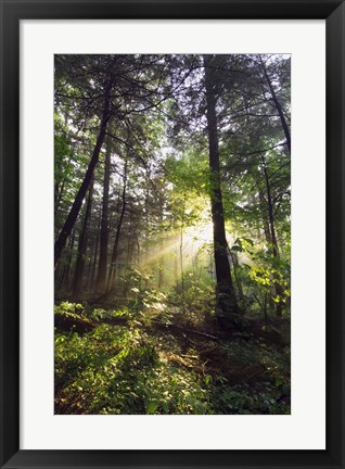 Framed Sunbeams in dense forest, Great Smoky Mountains National Park, Tennessee, USA. Print