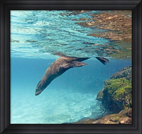 Framed Galapagos sea lion (Zalophus wollebaeki) swimming underwater, Galapagos Islands, Ecuador Print