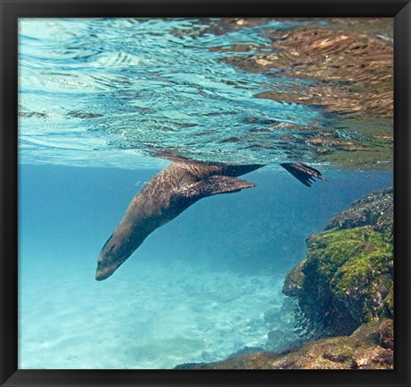 Framed Galapagos sea lion (Zalophus wollebaeki) swimming underwater, Galapagos Islands, Ecuador Print