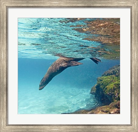 Framed Galapagos sea lion (Zalophus wollebaeki) swimming underwater, Galapagos Islands, Ecuador Print