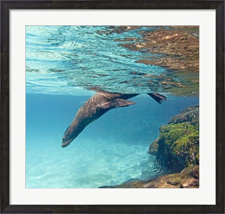Framed Galapagos sea lion (Zalophus wollebaeki) swimming underwater, Galapagos Islands, Ecuador Print
