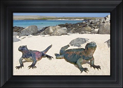 Framed Two Marine iguanas (Amblyrhynchus cristatus) on sand, Galapagos Islands, Ecuador Print