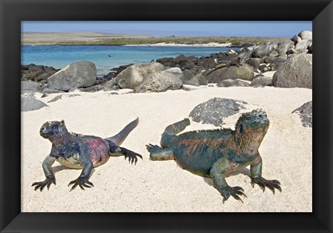 Framed Two Marine iguanas (Amblyrhynchus cristatus) on sand, Galapagos Islands, Ecuador Print