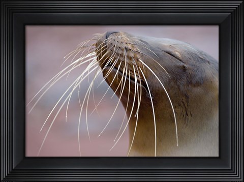 Framed Close-up of a Galapagos Sea Lion, Galapagos Islands, Ecuador Print