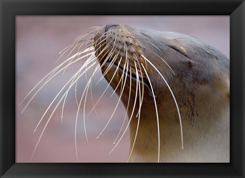 Framed Close-up of a Galapagos Sea Lion, Galapagos Islands, Ecuador Print