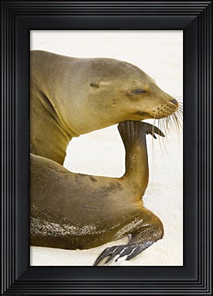 Framed Galapagos Sea Lion (Zalophus wollebaeki), Galapagos Islands, Ecuador Print