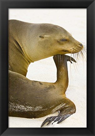 Framed Galapagos Sea Lion (Zalophus wollebaeki), Galapagos Islands, Ecuador Print