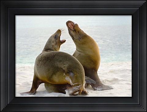 Framed Two Galapagos sea lions (Zalophus wollebaeki) on the beach, Galapagos Islands, Ecuador Print