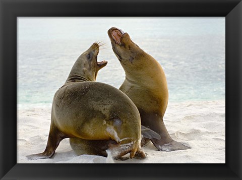Framed Two Galapagos sea lions (Zalophus wollebaeki) on the beach, Galapagos Islands, Ecuador Print