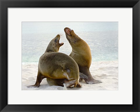 Framed Two Galapagos sea lions (Zalophus wollebaeki) on the beach, Galapagos Islands, Ecuador Print