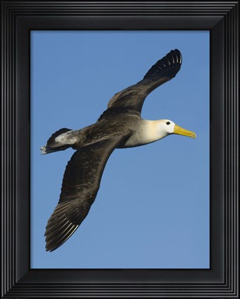 Framed Waved albatross (Diomedea irrorata) flying in the sky, Galapagos Islands, Ecuador Print