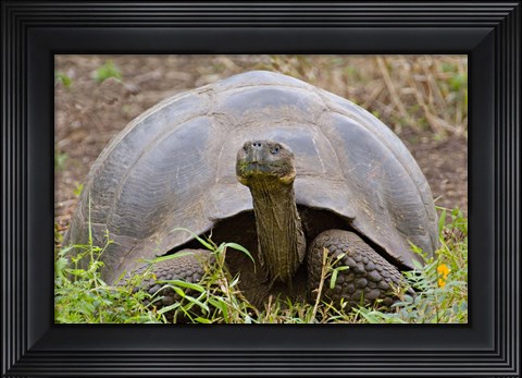 Framed Close-up of a Galapagos Giant tortoise (Geochelone elephantopus), Galapagos Islands, Ecuador Print