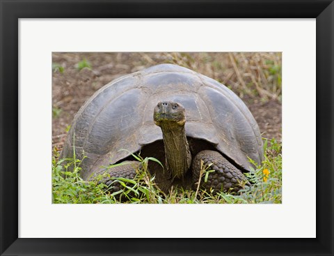 Framed Close-up of a Galapagos Giant tortoise (Geochelone elephantopus), Galapagos Islands, Ecuador Print