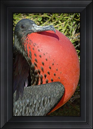 Framed Close-up of a Magnificent Frigatebird (Fregata magnificens), Galapagos Islands, Ecuador Print