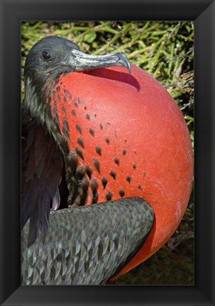 Framed Close-up of a Magnificent Frigatebird (Fregata magnificens), Galapagos Islands, Ecuador Print