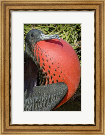Framed Close-up of a Magnificent Frigatebird (Fregata magnificens), Galapagos Islands, Ecuador Print