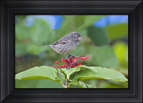 Framed Close-up of a Small Ground-finch (Geospiza fuliginosa) perching on a plant, Galapagos Islands, Ecuador Print