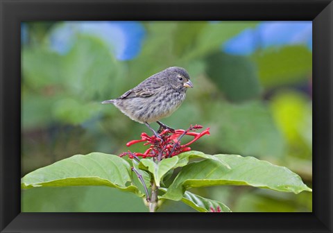 Framed Close-up of a Small Ground-finch (Geospiza fuliginosa) perching on a plant, Galapagos Islands, Ecuador Print