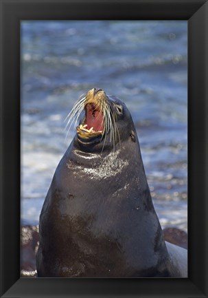 Framed Galapagos sea lion (Zalophus wollebaeki) on the beach, Galapagos Islands, Ecuador Print