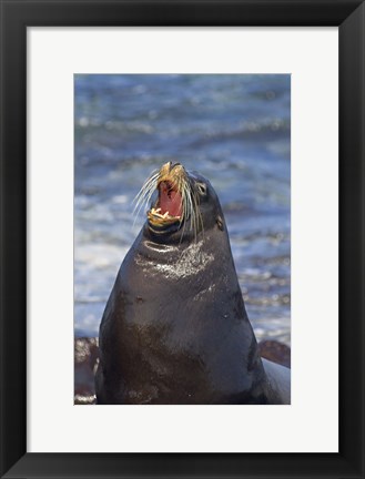 Framed Galapagos sea lion (Zalophus wollebaeki) on the beach, Galapagos Islands, Ecuador Print