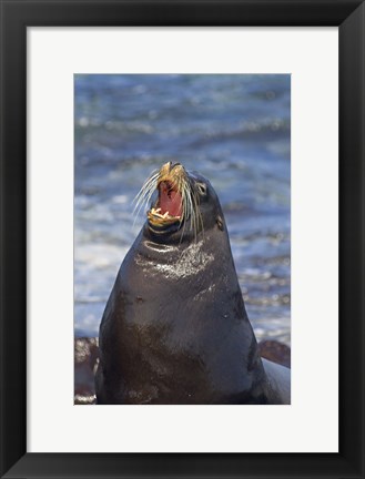 Framed Galapagos sea lion (Zalophus wollebaeki) on the beach, Galapagos Islands, Ecuador Print