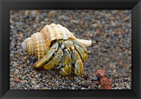 Framed Close-up of a Hermit crab (Coenobita clypeatus), Galapagos Islands, Ecuador Print