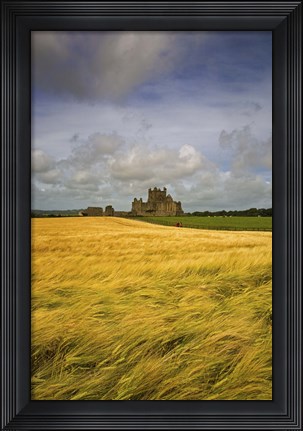 Framed Cistercian Dunbrody Abbey (1182) beyond Barley Field, County Wexford, Ireland Print