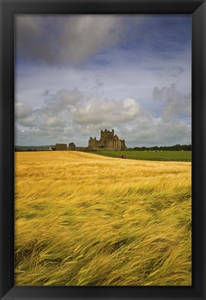 Framed Cistercian Dunbrody Abbey (1182) beyond Barley Field, County Wexford, Ireland Print