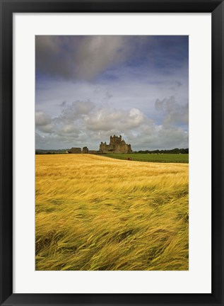 Framed Cistercian Dunbrody Abbey (1182) beyond Barley Field, County Wexford, Ireland Print