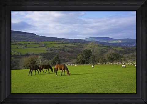 Framed Horses and Sheep in the Barrow Valley, Near St Mullins, County Carlow, Ireland Print
