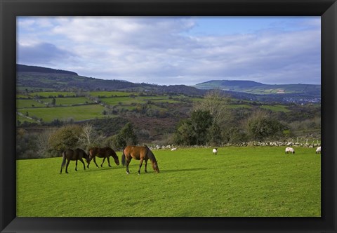 Framed Horses and Sheep in the Barrow Valley, Near St Mullins, County Carlow, Ireland Print