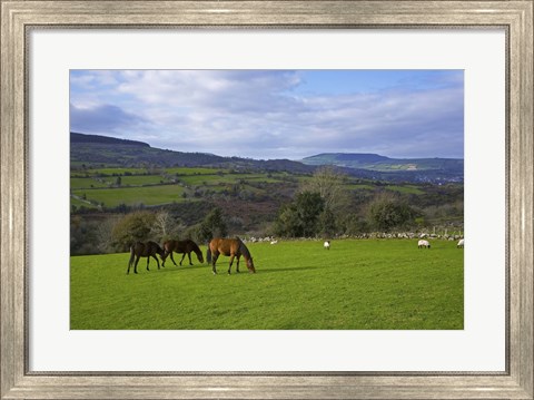 Framed Horses and Sheep in the Barrow Valley, Near St Mullins, County Carlow, Ireland Print
