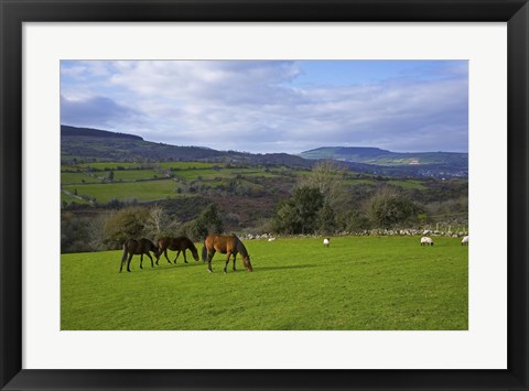 Framed Horses and Sheep in the Barrow Valley, Near St Mullins, County Carlow, Ireland Print