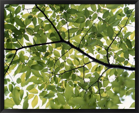 Framed Backlit green tree branch Print