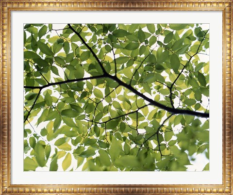 Framed Backlit green tree branch Print