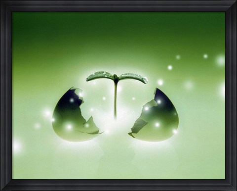 Framed Shiny green egg bursting in two with green sprig and stars escaping Print