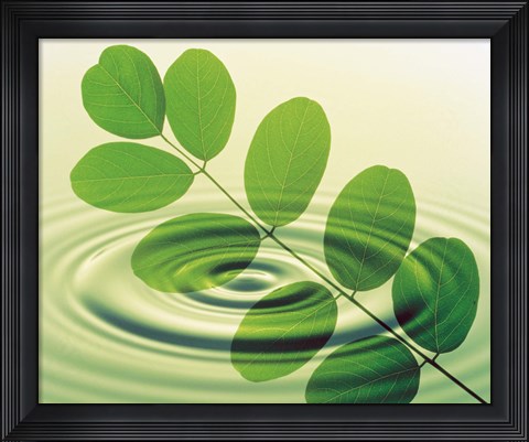 Framed Green leafy branch superimposed on green water ripples Print