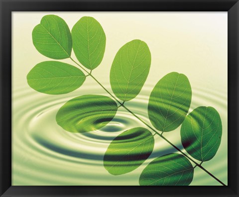 Framed Green leafy branch superimposed on green water ripples Print
