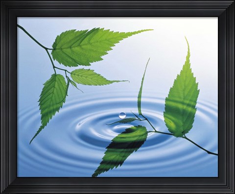 Framed Two branches with green leaves floating above blue water ripples Print