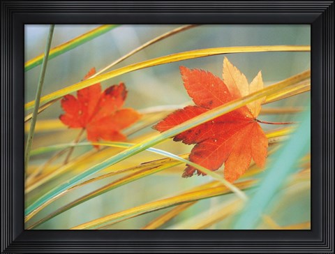 Framed Two fall orange fall leaves amid yellow reeds with out of focus green background Print