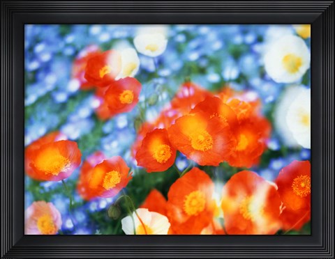 Framed Kaleidoscopic flowers in blues, orange and white Print