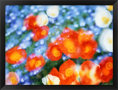 Framed Kaleidoscopic flowers in blues, orange and white Print